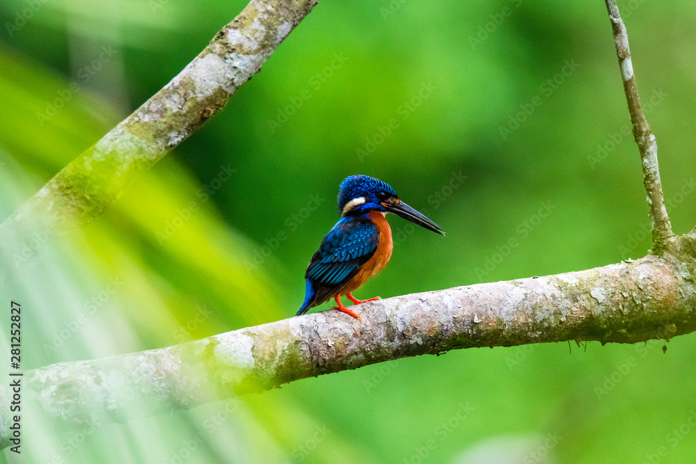 Common Kingfisher (Alcedo atthis) on branch Common Kingfisher (Alcedo atthis) on branch