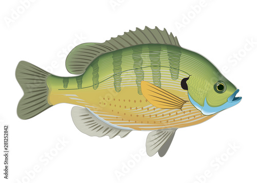 Bluegill inhabit the rivers of many countries. Vector illustration.