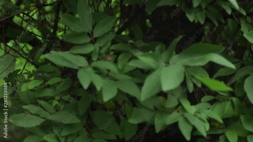 Bright forest greens in the forest. Background with unusual plant foliage swaying. Natural texture with juicy leaves Bright forest greens in the forest. Background with unusual plant foliage swaying. Natural texture with juicy leaves