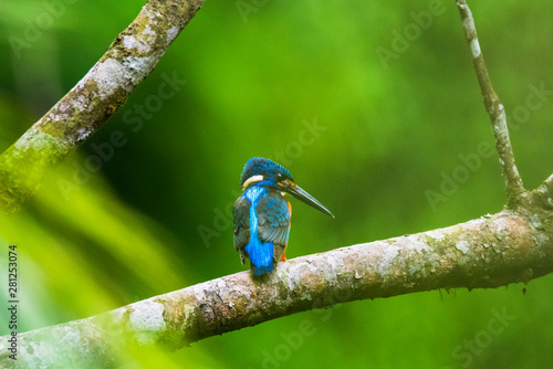 Common Kingfisher (Alcedo atthis) on branch
