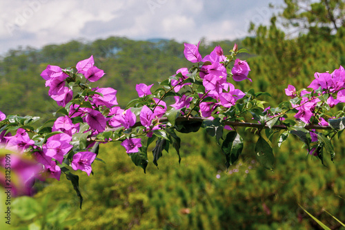 branch of bougainvillea blooms. Purple flowers on a green background. Flower background