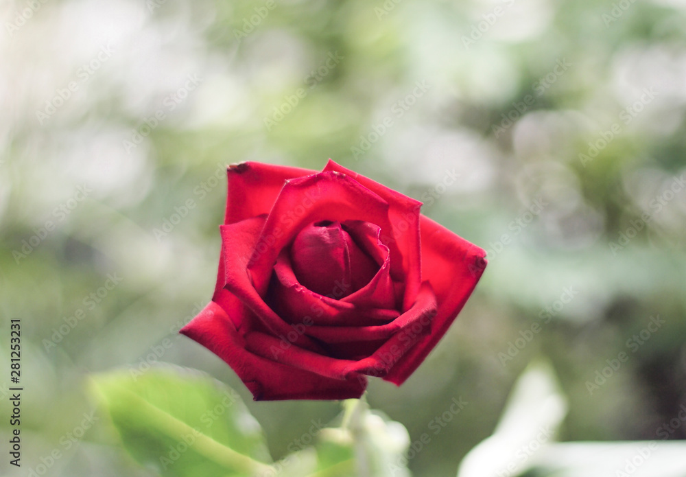 Single beautiful red rose selective focus on green nature blur background Single beautiful red rose selective focus on green nature blur background