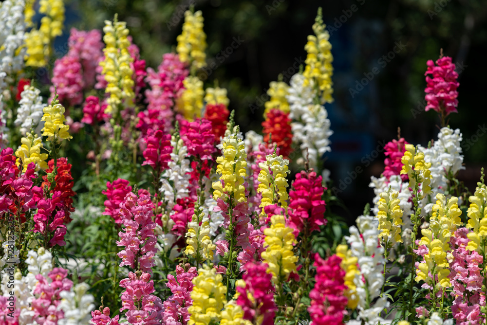 Colorful flower of Snapdragon, Antirrhinum majus Colorful flower of Snapdragon, Antirrhinum majus