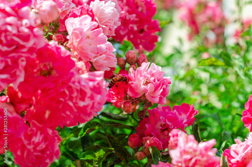 Red rose bush bloom, many small flowers of red color. Red rose bush bloom, many small flowers of red color.