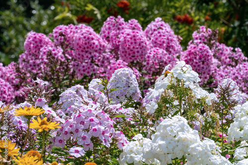 Bild auf Leinwand Beautiful white and pink phloxes in full bloom  in a summer garden