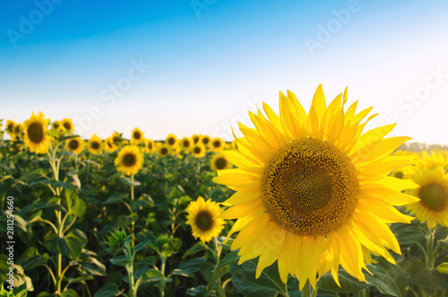 Beautiful young sunflower growing in a field on a sunny day. Agriculture and farming. Agricultural crops. Helianthus. Natural background. Yellow flower. Ukraine, Kherson region. Selective focus