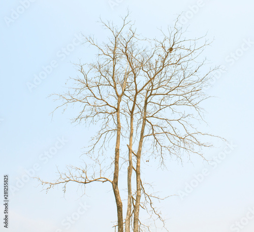 Wallpaper Mural Dry tree Torontodigital.ca