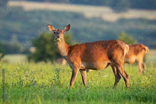 Side view of red deer, cervus elaphus, hind standing on a green meadow facing camera in spring at sunset. Low angle of shy female deer animal in the wild.