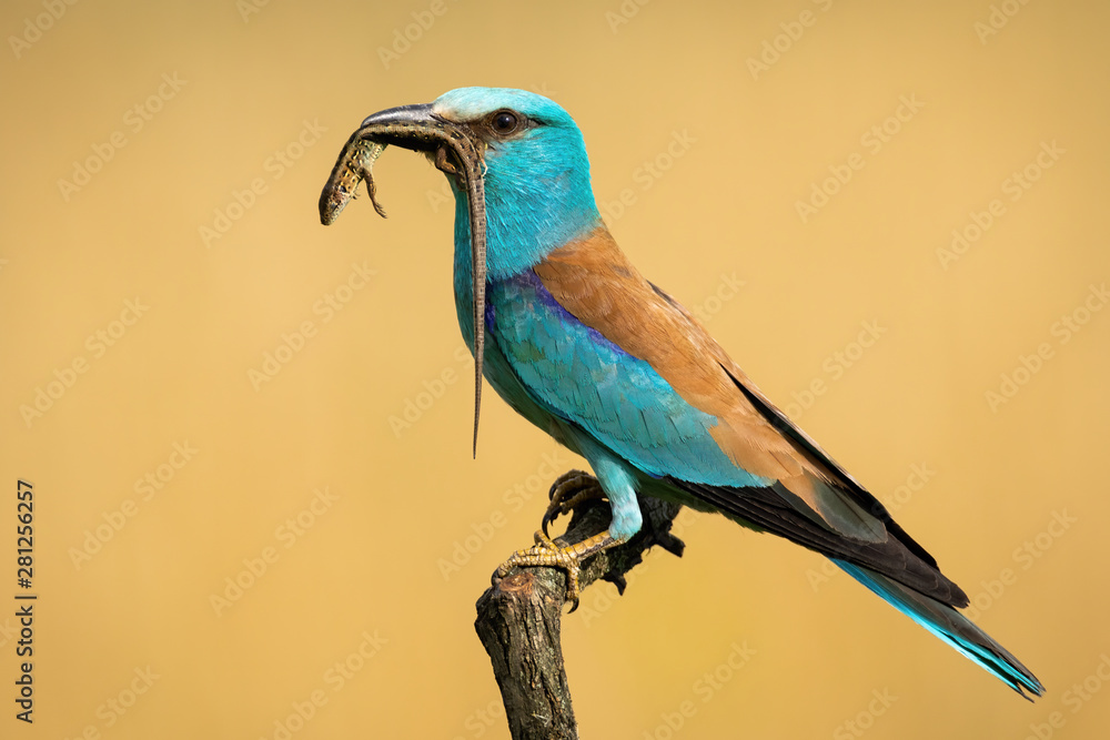 Obraz premium Side view of european roller, coracias garrulus, sitting on a perch holding caught lizard in the beak ready to feed. Male colorful bird animal in nature on a hunt with blurred background.
