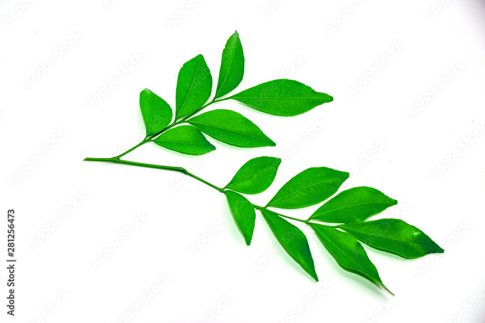 Orange jasmine leaves isolate on white background.(Murraya paniculata) Orange jasmine leaves isolate on white background.(Murraya paniculata)