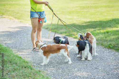 Photography Woman walking a pack of small dogs Cavalier King Charles Spaniel in park