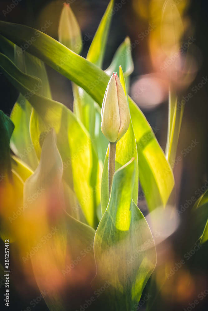 yellow tulips on black background
