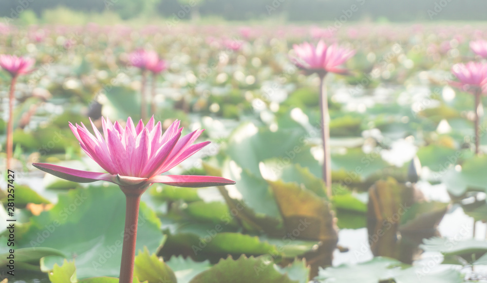 Pink lotus flowers with bokeh blooming in lotus pond,blurred green leaf background.water lily aquatic plants for worship Pink lotus flowers with bokeh blooming in lotus pond,blurred green leaf background.water lily aquatic plants for worship