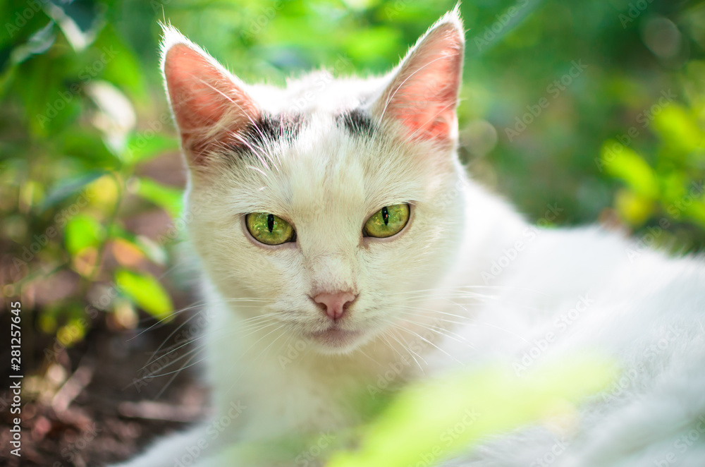 Fototapeta premium Portrait of a white cat in the grass