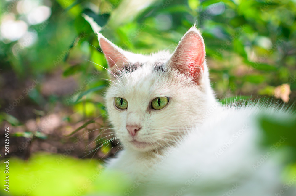 Portrait of a white cat in the grass
