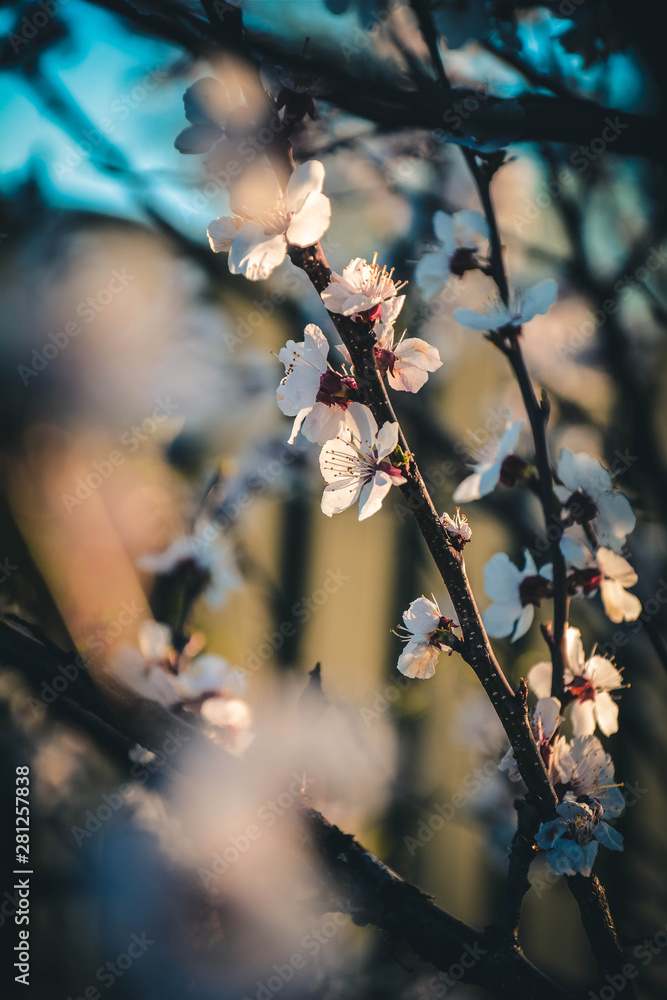 flowers on tree