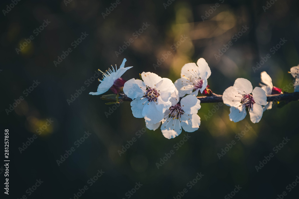 flowers in spring