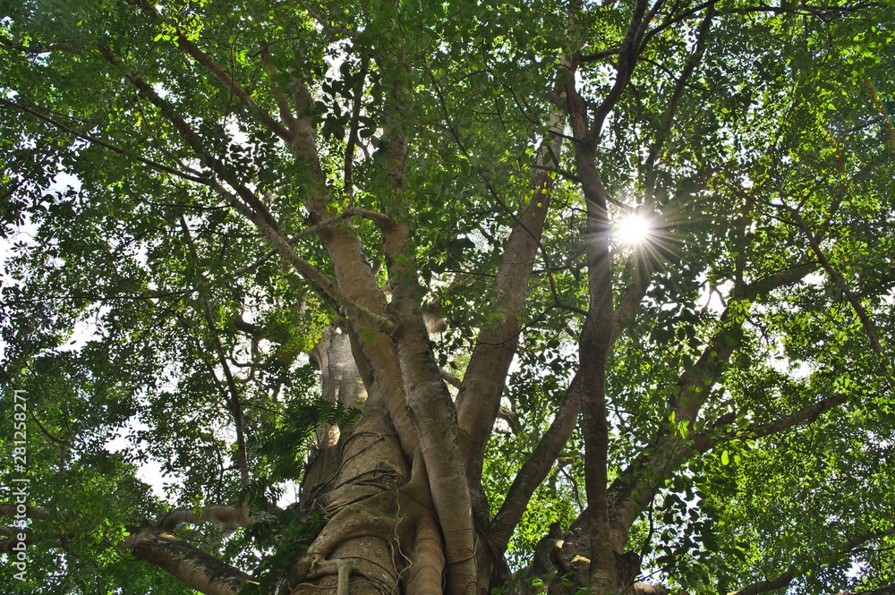 Fototapeta premium Tree crown in the Holy Monkey Forest in Ubud on Bali Indonesia