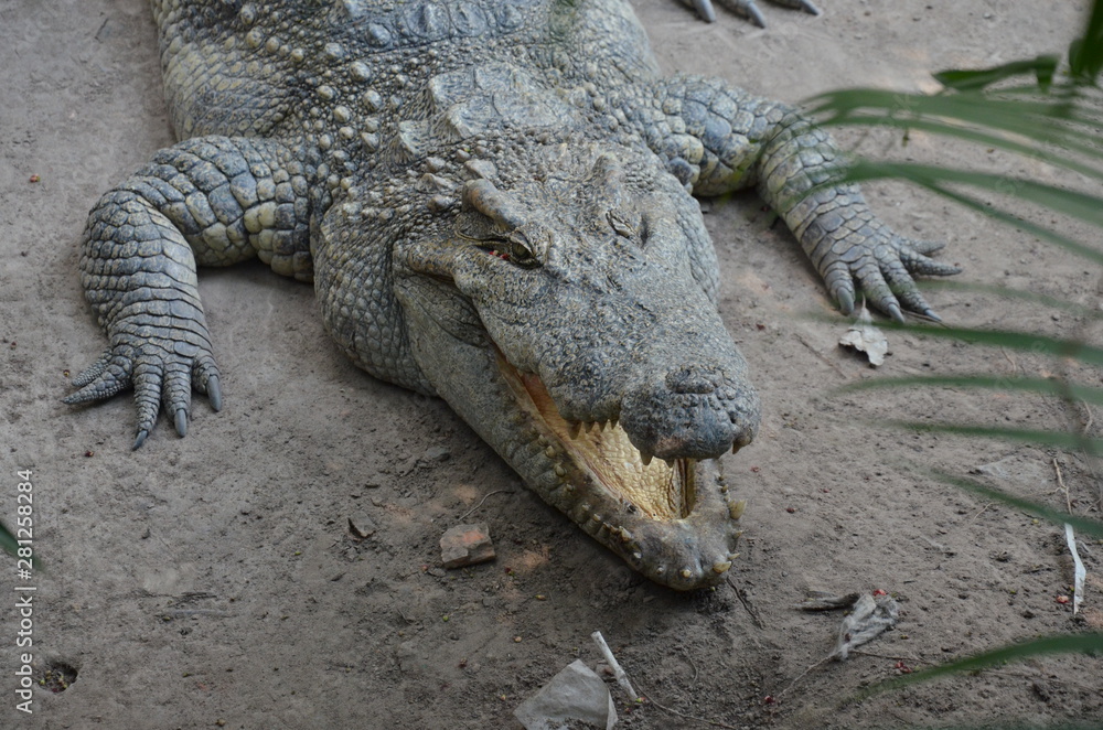 crocodile with mouth wide open in a zoo crocodile with mouth wide open in a zoo
