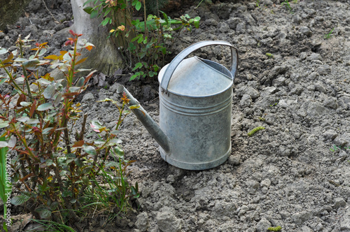 Metal bucket for watering flowers in the garden