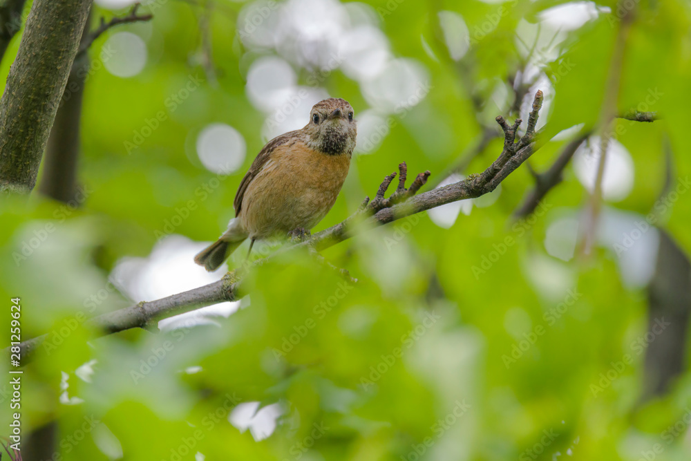 Fototapeta premium male and female stonechat on season tree branch