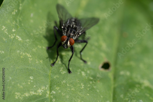 Macro photo of insect. Black fly on summer meadow.