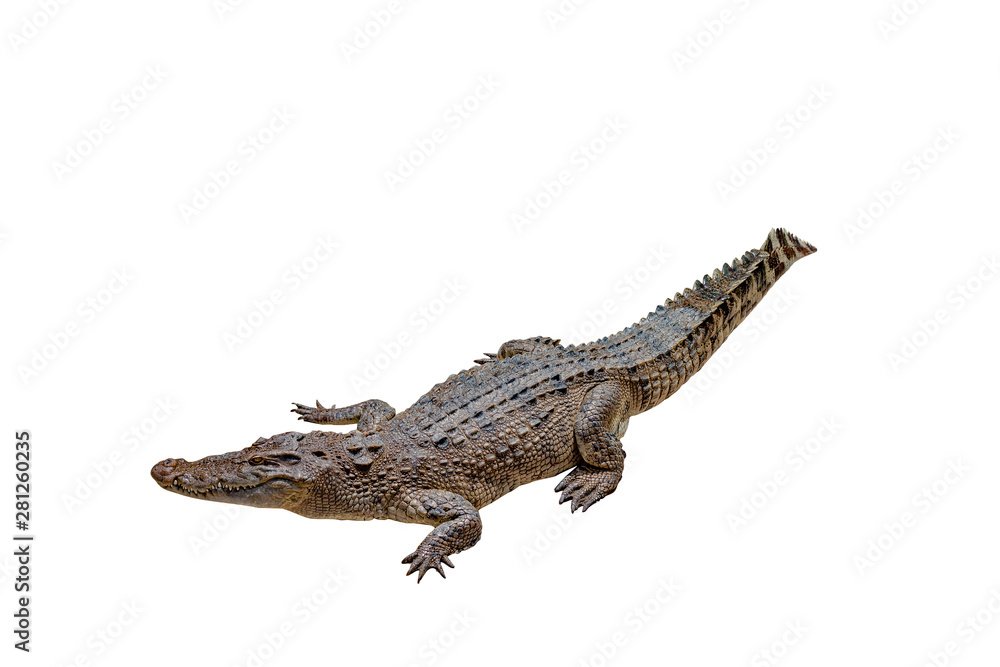 Crocodile on a white background with clipping path , isolated Crocodile on a white background with clipping path , isolated