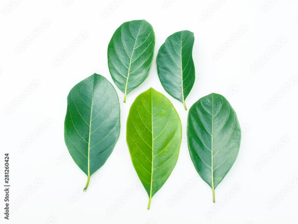 Artocarpus heterophyllus Artocarpus heterophyllus