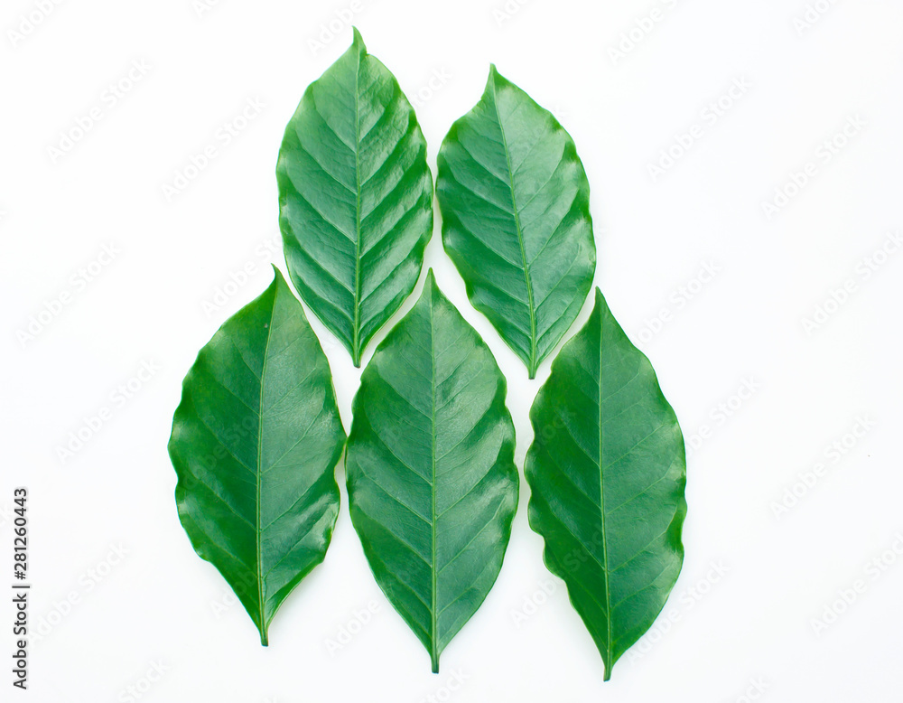 Coffee leaf Coffee leaf