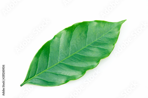 Coffee leaf