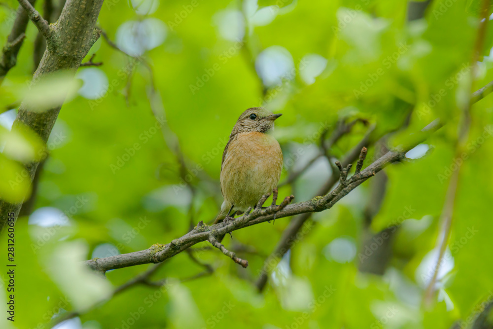 male and female stonechat on season tree branch male and female stonechat on season tree branch