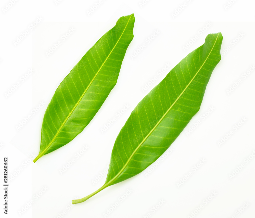 Obraz premium Mango leaves