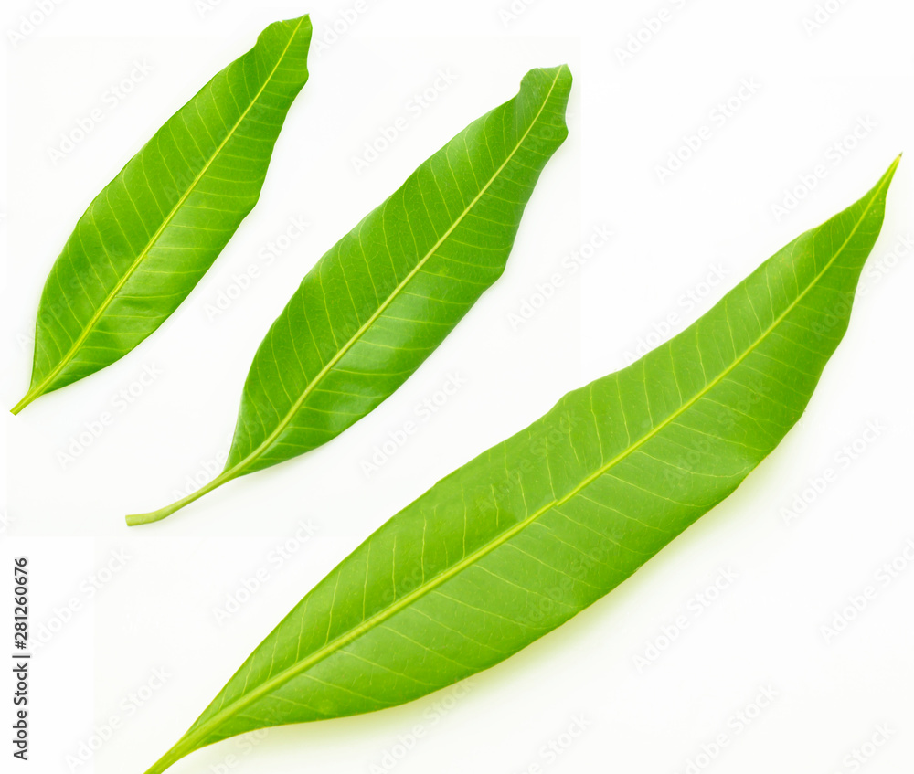 Obraz premium Mango leaves