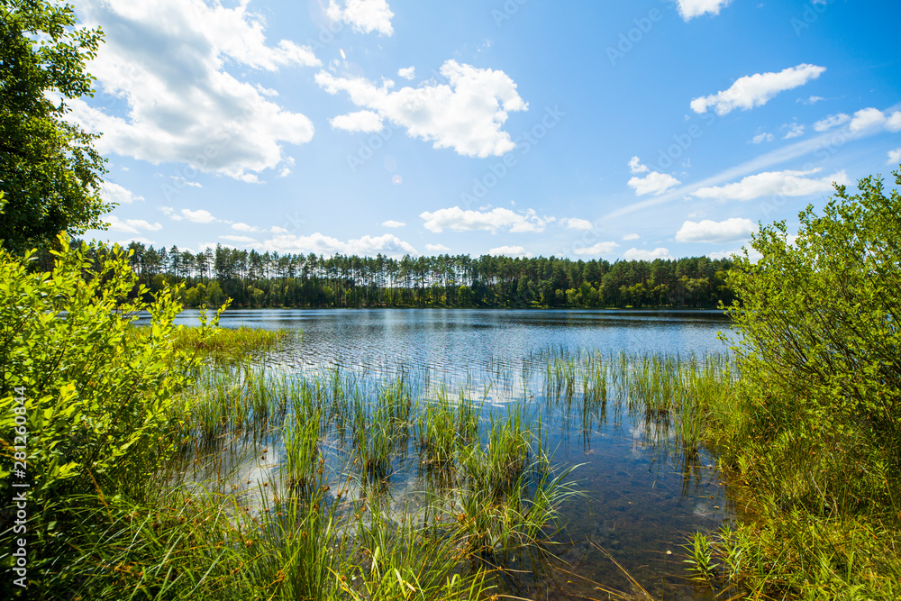 Trzciny jezioro las trawy wodne - obrazy, fototapety, plakaty 