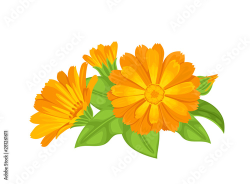 Calendula orange flowers and green leaves isolated on white background. Vector illustration of a healing plant in cartoon flat style.