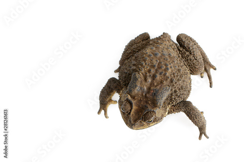 Image of toad(Bufonidae) isolated on a white background. Amphibian. Animal. photo