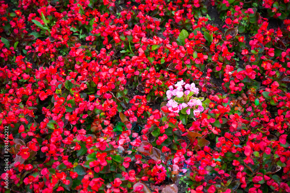 Flower bed of red Petunia flowers. Selective focus. Landscaping of cities.