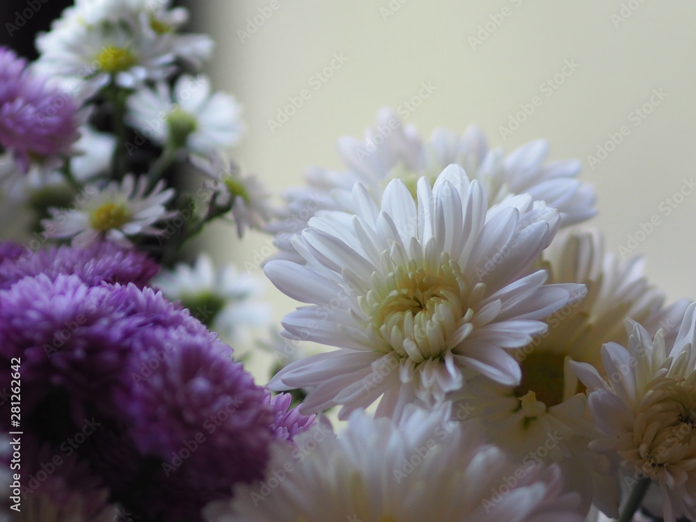 Violet and white Flower Petals stacked into layers name Gerbera jamesonii ,Compositae,Gerbera,Barberto Daisy, Transvaal Daisy Violet and white Flower Petals stacked into layers name Gerbera jamesonii ,Compositae,Gerbera,Barberto Daisy, Transvaal Daisy