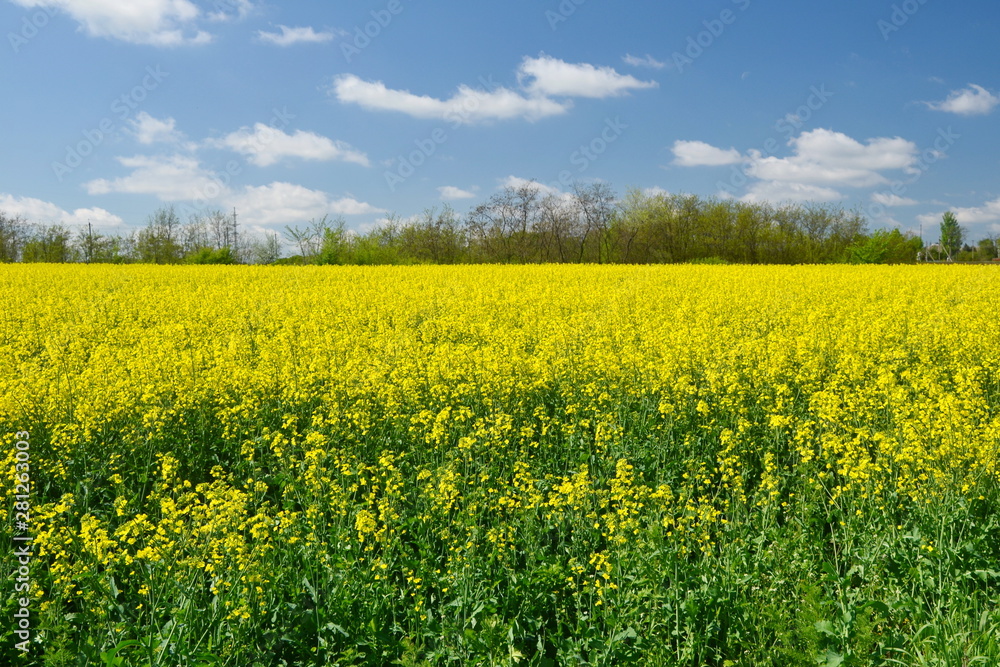 yellow field of oilseed rape with cloudy blue sky yellow field of oilseed rape with cloudy blue sky