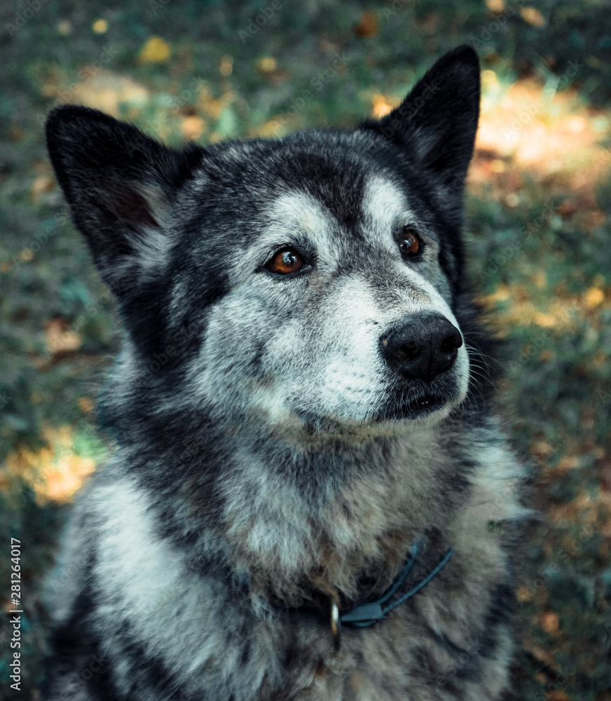 Obraz premium Portrait of a gray husky, which looks towards