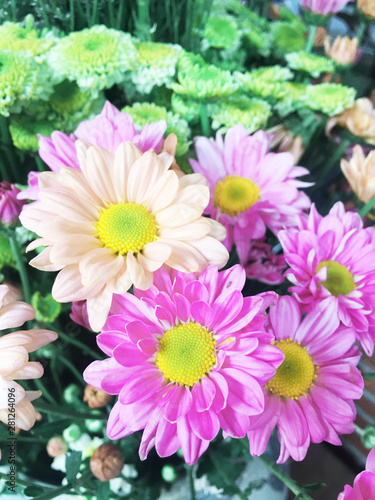 beautiful flowers in blur blackground at flower dome