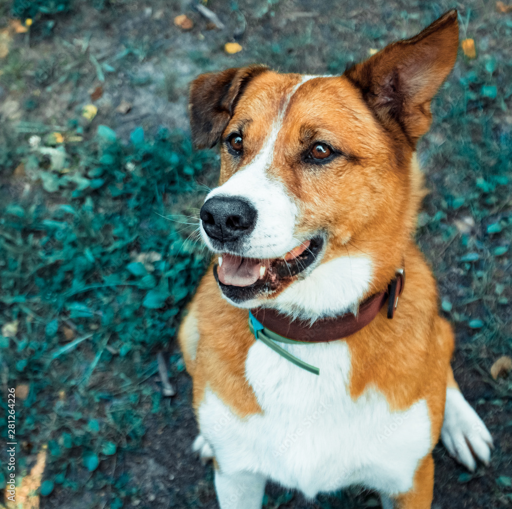 Joyful red dog with open mouth looks up Joyful red dog with open mouth looks up