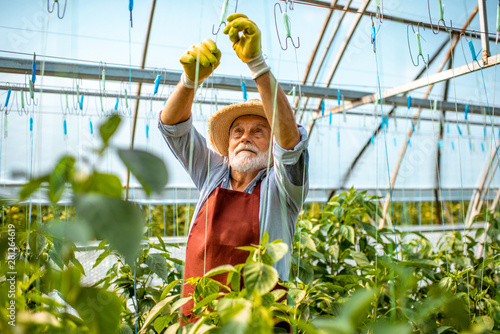фотографія Senior man growing sweet peppers, tying the branches up in the hothouse on a small agricultural farm