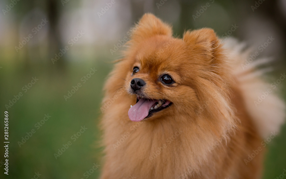 Portrait of a Little red dog of the Spitz breed in autumn in the Park Portrait of a Little red dog of the Spitz breed in autumn in the Park