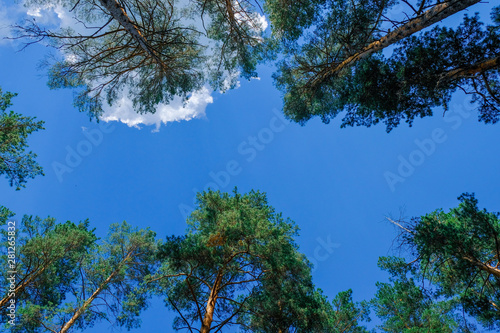 the tops of the pines against the blue sky and clouds bottom view