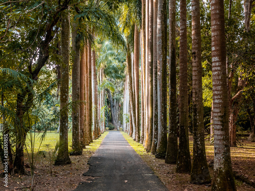 Jardin des pamplemousses