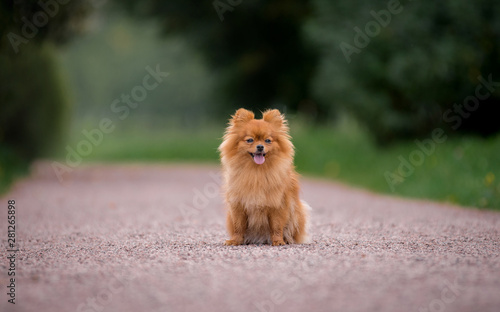Little red dog breed Spitz autumn sitting in a clearing in the Park in the leaves