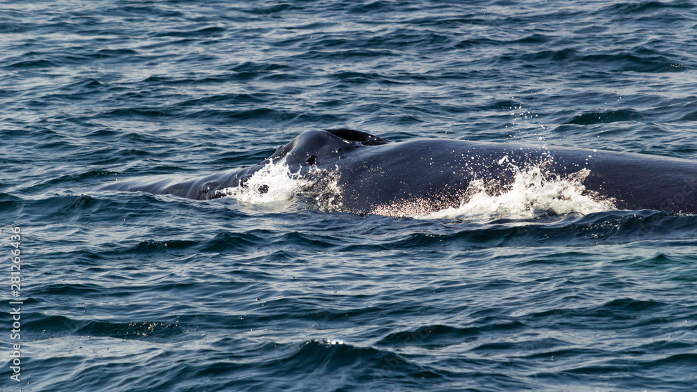 Fototapeta premium Humpback whale back