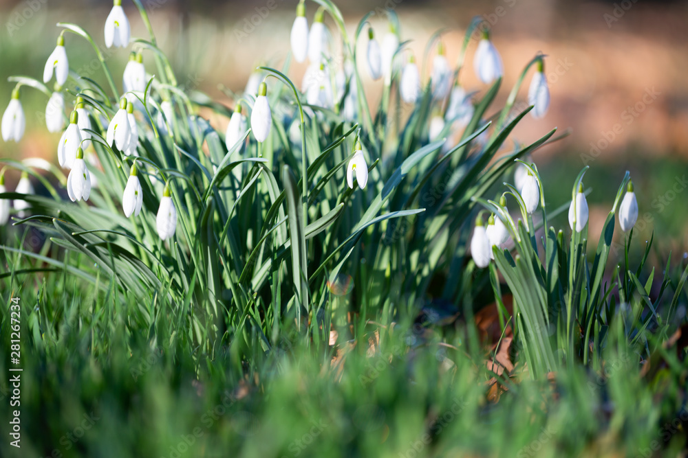 Spring flower snowdrop is the first flower in the end of winter and the beginning of spring. Spring flower snowdrop is the first flower in the end of winter and the beginning of spring.