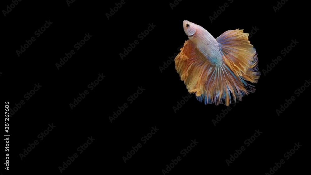 Super slow motion of Siamese fighting fish (Betta splendens), well known name is Plakat Thai Super slow motion of Siamese fighting fish (Betta splendens), well known name is Plakat Thai